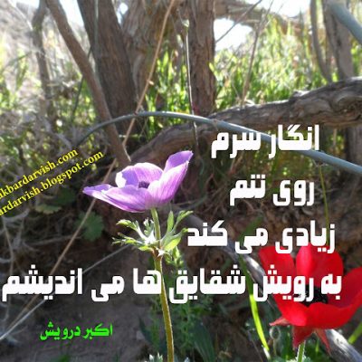 به رویش شقایق ها می اندیشم