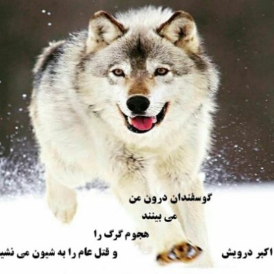 هجوم گرگ را