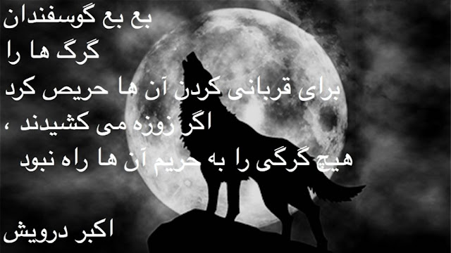 گوسفندان اگر زوزه می کشیدند
