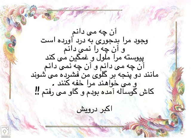 کاش گوساله آمده بودم و گاو می رفتم !