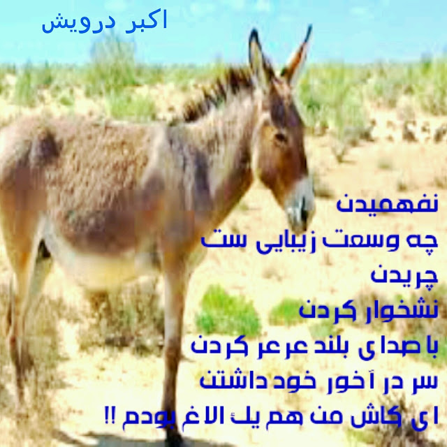 ای کاش من هم یک الاغ بودم