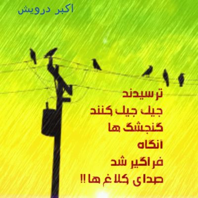 گنجشگ ها و کلاغ ها