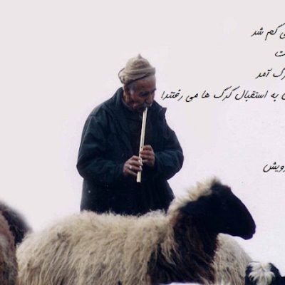 گرگ آمد