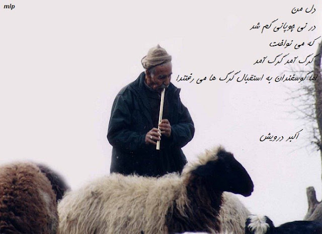 گرگ آمد
