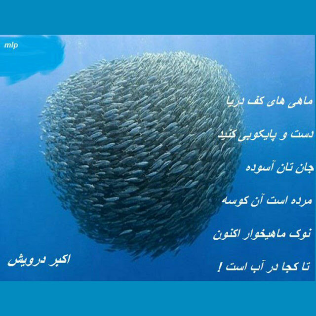 ماهی های کف دریا