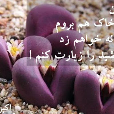 باز جوانه خواهم زد