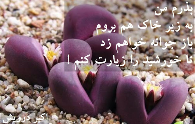 باز جوانه خواهم زد