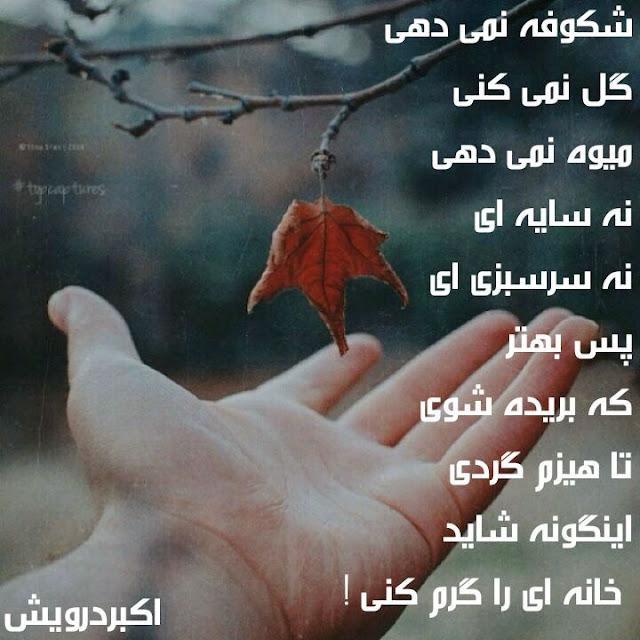 هیزم شو