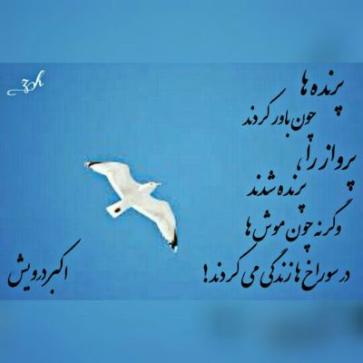 چون باور کردند پرواز را