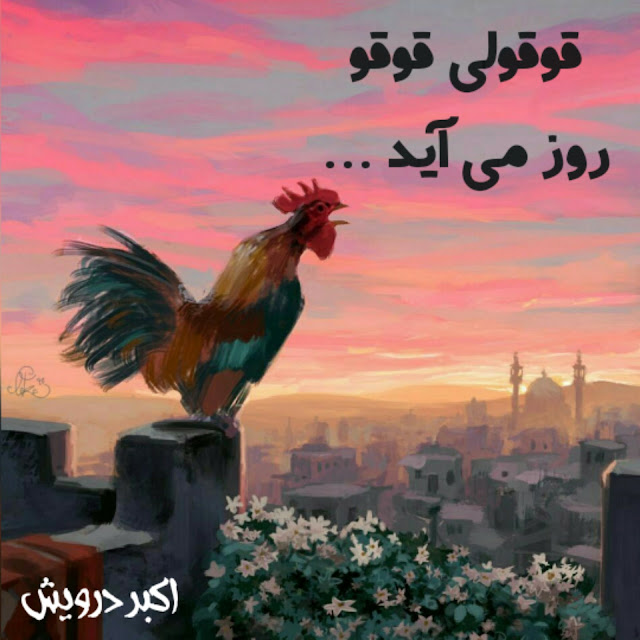 قوقولی قوقو روز می آید