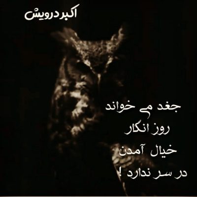 جغد می خواند !