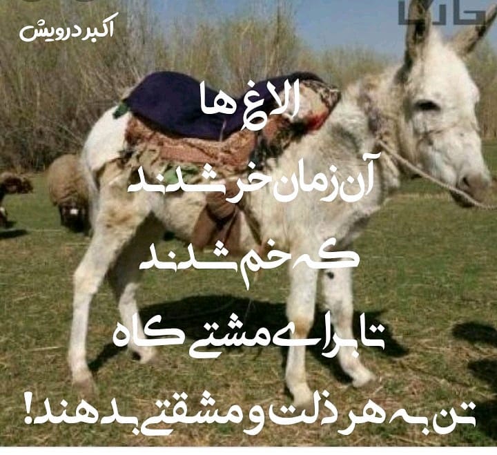 الاغ ها