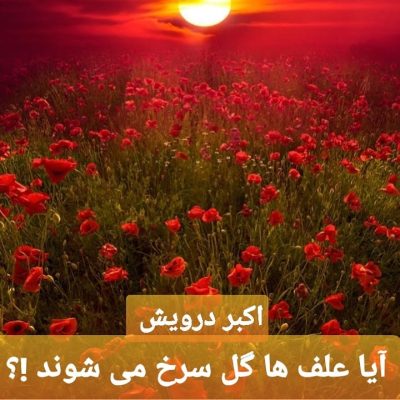 آیا علف ها گل سرخ می شوند ؟