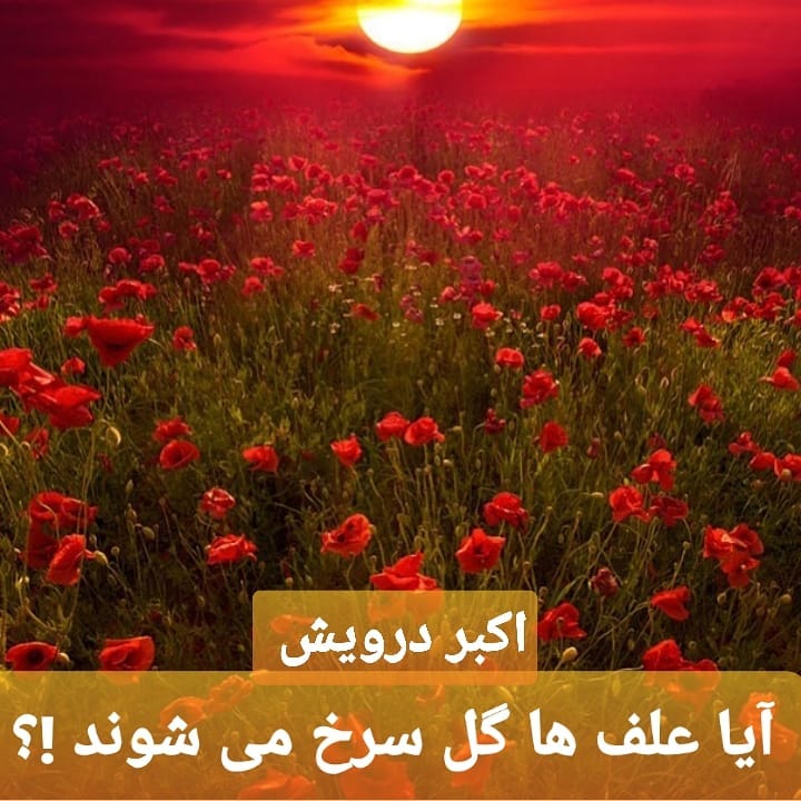 آیا علف ها گل سرخ می شوند ؟