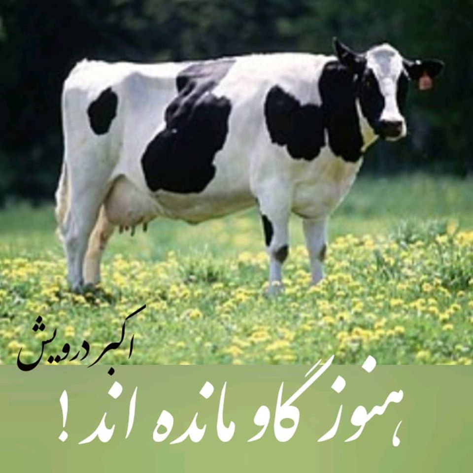 هنوز گاو مانده اند !