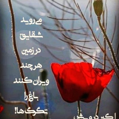 می روید شقایق