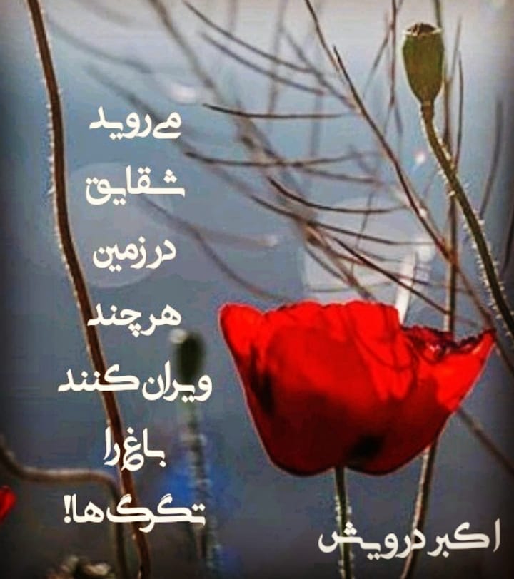 می روید شقایق