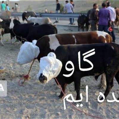 گاو شده ایم
