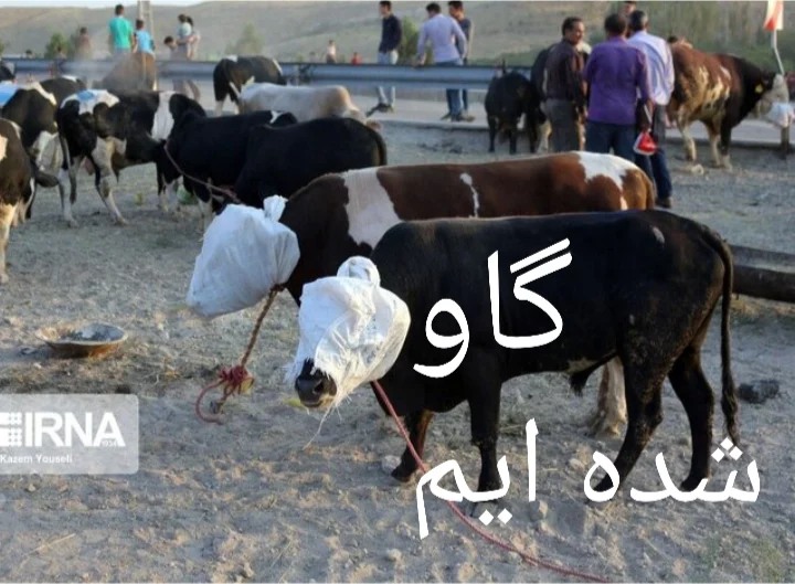 گاو شده ایم